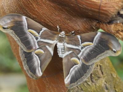 icod-indiansilkmoth-sk.JPG