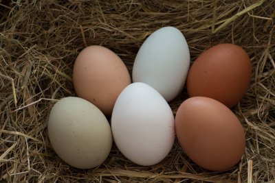 Egg colours.jpeg