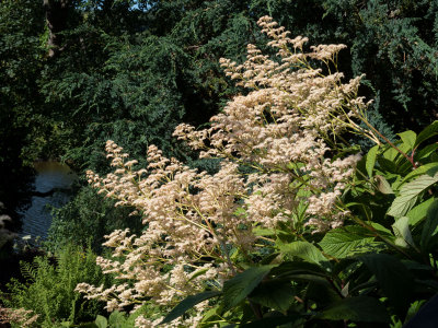 umbelliferunknownsk.jpg