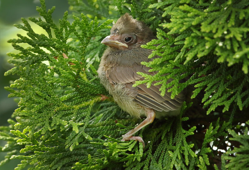 Tiny Cardinal