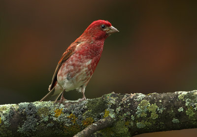 Purple Finch(m)