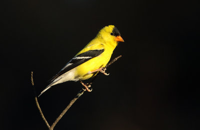 American Goldfinches