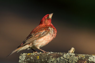 Purple Finch(m)