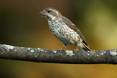 Female Purple Finch