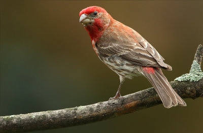 House Finch (m)