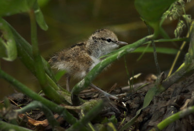 Spotted Sandpiper Baby