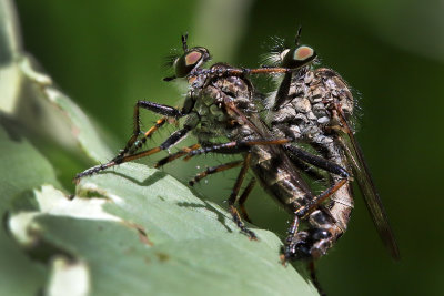 Robber Flies Mating