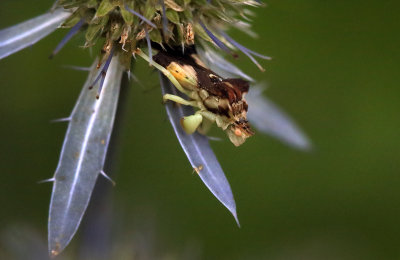 Ambush Bug