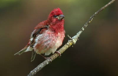 Raspberry Ruffle