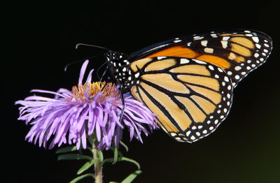Monarch On Aster