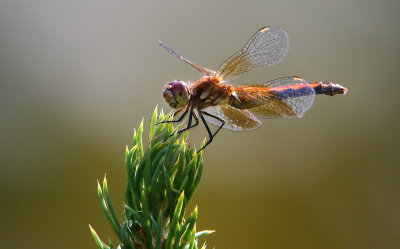 Band-winged Meadowhawk