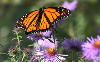 Monarch On Aster