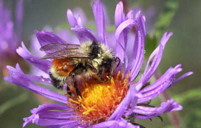 Tri-colored Bee