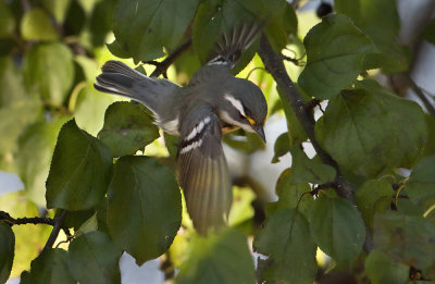 Black-throated Grey Warbler(f)