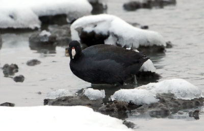 American Coot