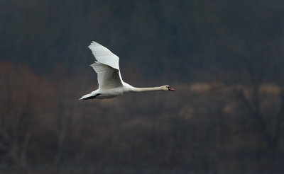 Fall Swan