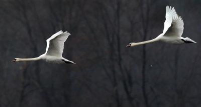 Mute Swans