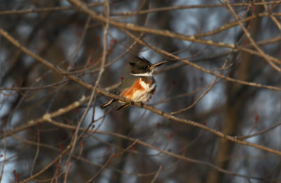 December Kingfisher