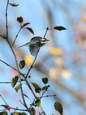 Warbler Flight