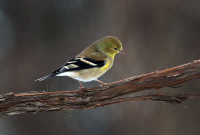 Winter Goldfinch continued