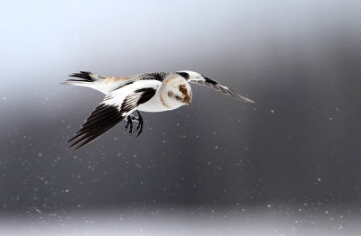 Falling Snow...Bunting