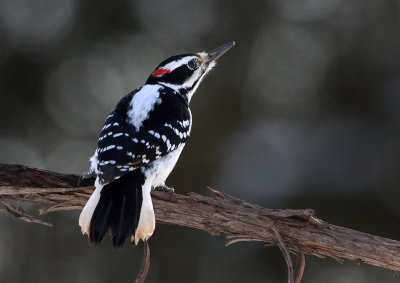 Hairy Woodpecker(m)