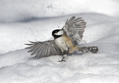 Snow Bird