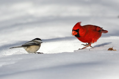 Chickadee Sees Red