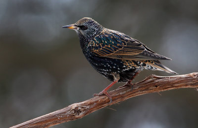 Winter Starling