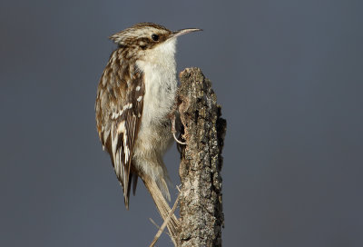 Brown Creepers