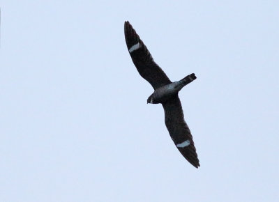 Common Nighthawk