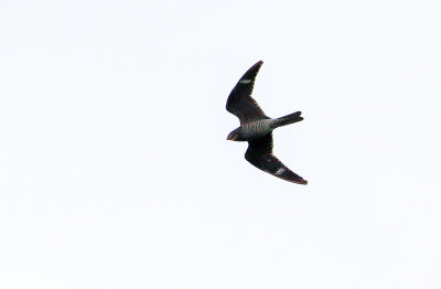 Common Nighthawk Closer To Home