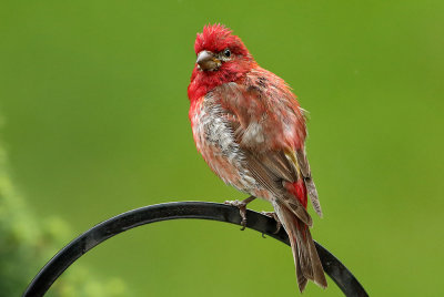 Purple Finch On Green