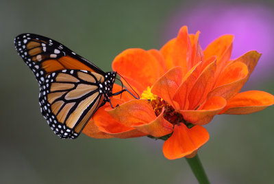 Monarch On Blooming Zinnia