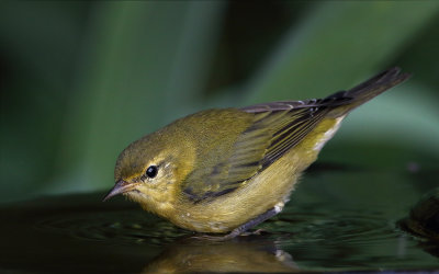 Tennesse Warbler