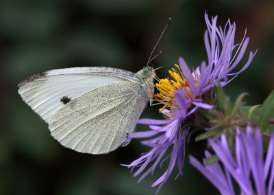 Cabbage White On Aster