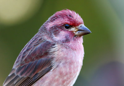 Male PF Portrait