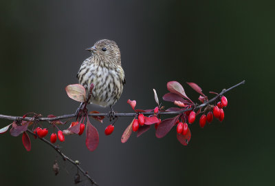 Barberry Too