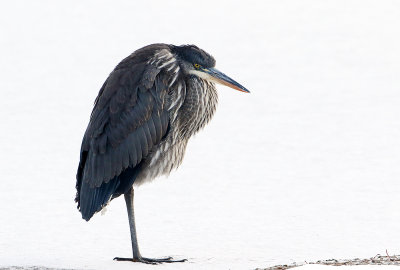 Great Blue North