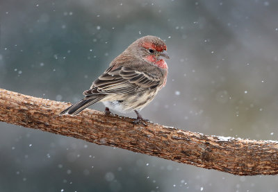 HF in snow storm