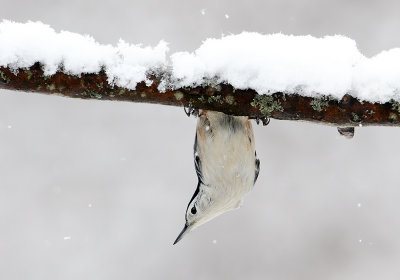 Nuts About Snow