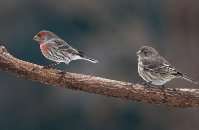 Male And Female House Finches