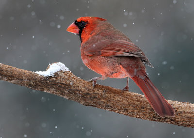 Cardinal Flurries