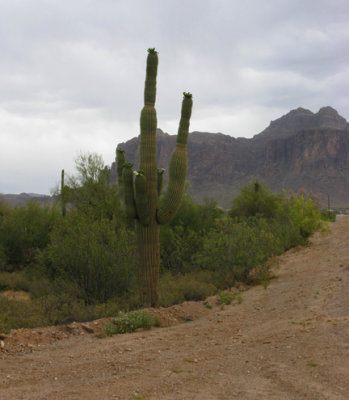 cactus on dirt road