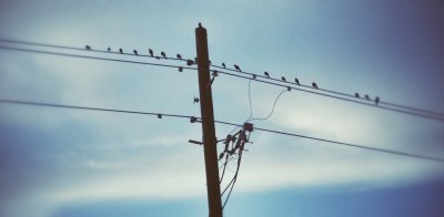 Birds on a Wire