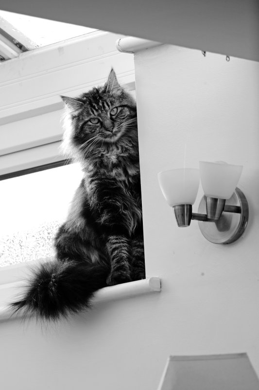 DSCF9093bw.jpg