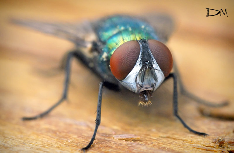 Green Bottle Fly - Blow Fly