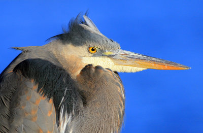 Great Blue Heron Portrait