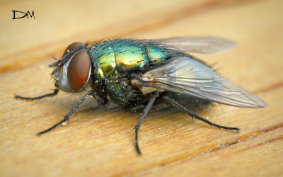   Green Bottle Fly