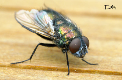   Green Bottle Fly